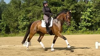 Foray  2014 Hanoverian Gelding 17 hands [upl. by Dnesnwot983]