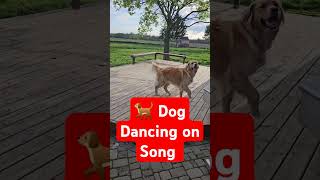 Dog Dancing On the Bollywood song [upl. by Sallyanne]