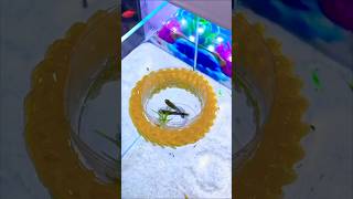 Guppies fish breeding setup  shortsnewfishtank guppies guppy [upl. by Troc112]