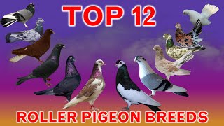 Top 12 Best Roller Pigeon Breeds in the World [upl. by Lavinia86]