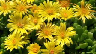 Delosperma Congestum Gold Nugget Ice Plant [upl. by Lewert]