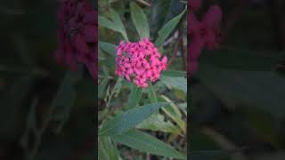 Rondeletia Leucophylla 🌸Panama Rosepetals nature flowers garden [upl. by Ttayw221]