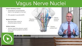 Glossopharyngeal and Vagus Nerve Nuclei – Anatomy  Lecturio [upl. by Akcinat869]