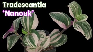 Tradescantia Nanouk Introduction and Growing Tips [upl. by Dwayne]