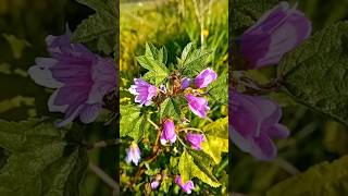 ¿Conocéis las propiedades de la malva silvestre PLANTAS MEDICINALES [upl. by Dyun]