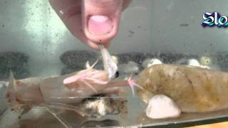 Xenopus laevis feeding [upl. by Baudelaire]