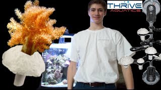 Frag Soft Corals Easy and Quick in 5 min [upl. by Wera]