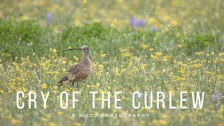 Long billed Curlew Numenius americanus  aka Longbill Sandpiper  Sicklebird  Candlestick Bird [upl. by Wahlstrom]