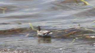 Rednecked phalarope surfs billows at sea 紅領瓣足鷸海上衝浪 [upl. by Saudra]