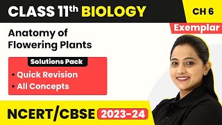 Anatomy of Flowering Plants  Quick Revision  NCERT Exemplar Class 11 Biology Ch 6  NEET Biology [upl. by Ewer289]