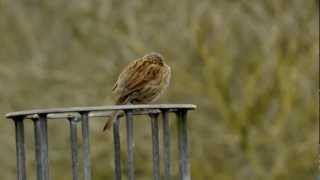 Dunnock singing  Heckenbraunelle singt [upl. by Iaht]