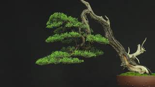 Cipressi bonsai  Francesco Santini [upl. by Viridis296]