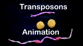 Transposons  cut paste transposons [upl. by Nosiram205]