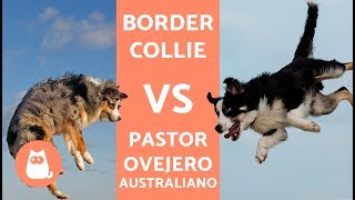 Border collie vs pastor australiano  DIFERENCIAS [upl. by Lorilee]