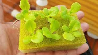 How to start Growing lettuce from seed hydroponic farming [upl. by Jemie766]