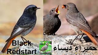 صوت حميراء دبساء فرخ السمن song call black redstart [upl. by Enitsirc]