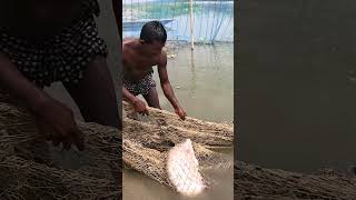 Amazing Net Fishing Video From River During Sunny Day fishing fish villagelife [upl. by Nileak512]