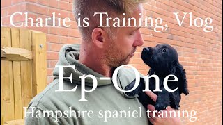 Ep1 Follow Charlies training from 14 weeks working English CockerSpringer Spaniel gundog training [upl. by Malina546]