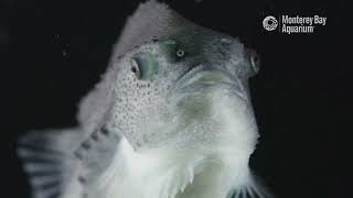 Meet the Deep Sea Lumpfish  Critter Corner [upl. by Jenifer]