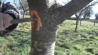 How to get rid of fruit tree canker [upl. by Aipmylo349]