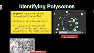 Polysomes 2016 IB Biology [upl. by Nathalia]