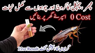 Get rid of rats Mosquito cockroach lizard with homemade spraypowerful insects killer remedy🙄 [upl. by Onabru716]