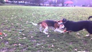 Alfie the Entlebucher Mountain Dog Plays With His Friend the Beagle [upl. by Gnen]