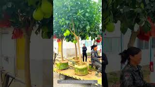 Creative Way Of Container Planting Technique Makes Pomelo Trees Transplantation To Yard Villa Easily [upl. by Elsey]