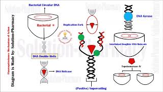 Fluoroquinolones  Mechanism of Action  Fluoroquinolone  Chemotherapy  DNA Gyrase Inhibitors [upl. by Chryste131]