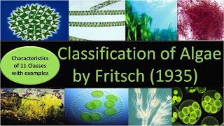 Classification of Algae by Fritsch  11 classes with characteristics and examples [upl. by Jew]