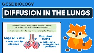 Exchange and Diffusion in the Lungs  GCSE Biology [upl. by Eirojam]