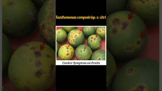 Citrus canker disease shortsvideo important study viral [upl. by Sacha866]