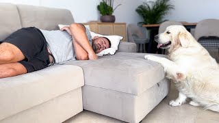 What Does a Golden Retriever do when He Finds His Owner Sleeping Cutest Dog Reaction [upl. by Richter]