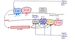 Brandls Basics Regulation of gastric acid secretion [upl. by Allwein]