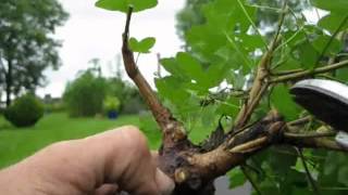 Bonsai Feldahorn Acer Entstehung eines Bonsai in seinem Anfang Hab Mut [upl. by Schaaff]