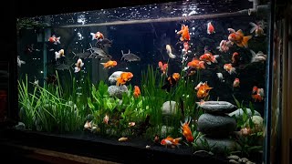 SEASCAPES GOLD FISH AQUARIUM  goldfish set up [upl. by Tremann397]