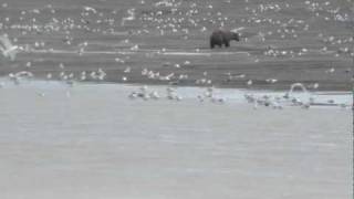 Bear at Trident Seafoods Plant Naknek  Alaska 2011 [upl. by Osicnarf316]