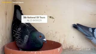 6 pigeons placed in the Top 10 of National S2 Tours 586 km 7782 pigeons  Gerard amp Bas Verkerk [upl. by Arondell186]