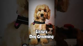 Lizzies Dog Grooming Heathfield East Sussex 6  month  old Cavapoo Puppy cute 2024 doodle [upl. by Jangro771]