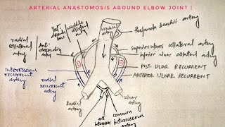 Arterial anastomosis around elbow joint 🔥🔥🔥 med tutorials [upl. by Bello]