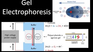 Electrophoresis [upl. by Chappy]