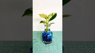 Indoor plants setting ideas diy houseplants indoorplants pothos ind shorts [upl. by Ulysses853]