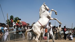 Horse Dancing At The Cattle Fair In Pushkar Rajasthan India  Amazing Horse Dance Competition [upl. by Py308]