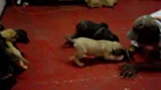 Presa Canario Puppies 1 [upl. by Eberto513]