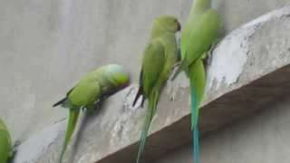 wild roseringed parakeets [upl. by Linden]