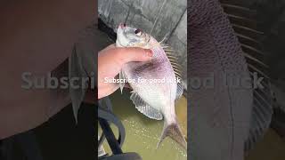 Porgy release fish fishing [upl. by Adnahsed]