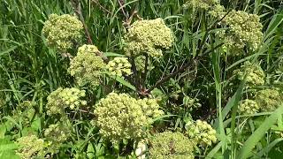 Grote engelwortel  Angelica archangelica [upl. by Anniroc]