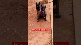 Canine training youtubeshorts love viralvideo malinois dogtraining shortsfeed germanshepherd [upl. by Dolan2]