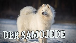 Der SAMOJEDE im Rasseportrait 10 JulisTierwelt  samoyede  samoyed [upl. by Ettenan759]