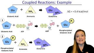 ATP and Coupled Reactions [upl. by Doomham331]